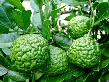 Loại quả dại xưa rụng đầy không ai ngó ngàng, nay thành đặc sản có hương vị lạ giá 170.000 đồng/kg, tốt cho sức khỏe