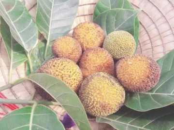 Loại quả mọc bờ rào xưa không ai ngó ngàng, nay thành đặc sản được người thành phố ưa chuộng vì hương vị lạ, 100.000 đồng/kg