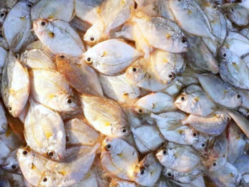 Đặc sản Quảng Ninh có tên rất lạ, xưa không ai ngó ngàng nay được người thành phố ưa chuộng khắp nơi, 220.000 đồng/kg