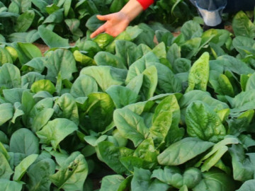 Sức khỏe - Cây này vitamin K gấp 60 lần trứng vịt, bổ từ thân đến lá, nay thành đặc sản trong nhà hàng được ưa chuộng, tốt cho sức khỏe