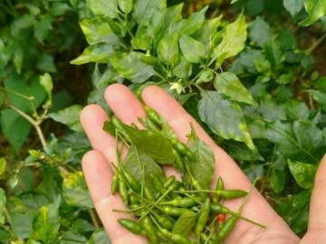 Loại quả mọc bờ rào xưa rụng đầy không ai biết đến, nay thành đặc sản có hương vị lạ được ưa chuộng, 700.000 đồng/kg