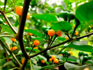 Loại quả mọc dại giá nửa tỷ đồng/kg, nay ở Việt Nam trồng khắp nơi thành đặc sản nổi tiếng, tốt cho sức khoẻ