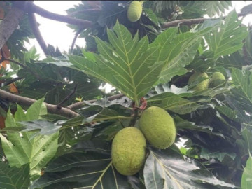 Sức khỏe - Loại quả Việt Nam rụng đầy gốc cây có giá gần 1 triệu/kg ở nước ngoài, giàu cả chất xơ và protein, được ví như nhân sâm, thuốc bổ