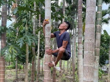 "Vua khỉ" miền Tây leo cây thoăn thoắt, ngày hái cả tấn cau, kiếm bộn tiền