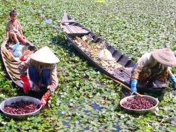Sức khỏe - Cây dại mọc dưới bùn nước mỗi năm chỉ có một mùa, xưa không ai ngó ngàng nay thành đặc sản bổ dưỡng, axit folic gấp đôi cải bó xôi