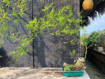 Cây mọc bờ bụi gắn với làng quê Việt Nam lên chậu thành bonsai độc lạ, mang lại phú quý tài lộc, giá vài chục triệu được săn đón