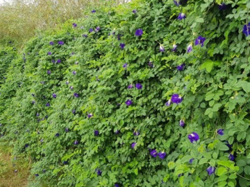 Cây mọc bờ rào xưa không ai ngó ngàng, nay thành đặc sản được ưa chuộng giá 350.000 đồng/kg, dân hái bán quanh năm