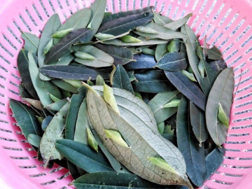 Đặc sản nghe tên nhiều người khóc thét, xưa không ai dám ăn nay thành món ngon trong nhà hàng được ưa chuộng, 200.000 đồng/kg