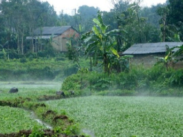 Nghề lạ ở Việt Nam: Cây rau dại mọc ở bờ mương, dân đem về trồng 15 ngày thu hoạch một lần, thành đặc sản nổi tiếng