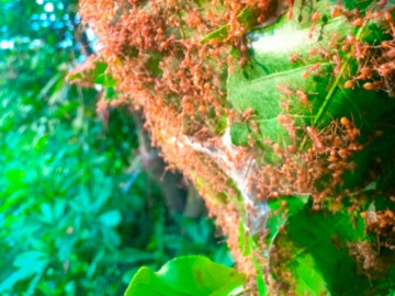 Đặc sản nghe tên sợ khiếp vía, xưa không ai dám ăn, nay là món thơm ngon được ưa chuộng, 400.000đồng/kg