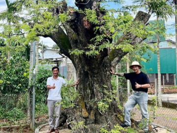 Biến cây ăn quả quen thuộc thành bonsai khủng trong vườn nhà, có chậu định giá 1,5 tỷ đồng, chàng trai Đắk Lắk lãi đậm