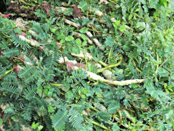 Cây dại xưa người nghèo ăn đến chán ngán, nay thành đặc sản nổi tiếng trong nhà hàng vì hương vị lạ, 70.000 đồng/kg