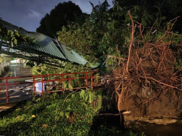 Loạt cây đổ đè sập nhà, chắn ngang đường ở TP HCM