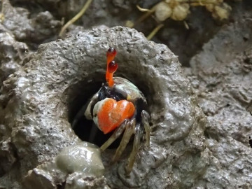 Đặc sản có tên kỳ cục, ngon hơn cua đồng khó mua hơn cua biển, xưa không ai ăn nay thành đặc sản nổi tiếng ở thành phố, 90.000 đồng/kg