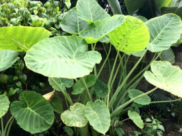 Nghề lạ ở Việt Nam: Cây rau dại mọc ở bờ mương dân đem về trồng hái ra tiền, chỉ 3 tháng là thu hoạch, thành đặc sản nổi tiếng