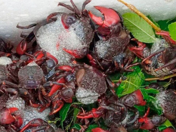 Đặc sản có tên kỳ cục, ngon hơn ghẹ rẻ hơn cua, xưa không ai ngó ngàng nay được ưa chuộng giá 100.000 đồng/kg