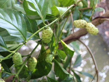 Loại quả xưa dành cho người nghèo, nay thành đặc sản ở thành phố được ưa chuộng vì hương vị lạ, tốt cho sức khoẻ