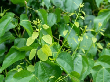 Cây dại mọc bờ rào có hương vị đặc biệt, xưa không ai ngó ngàng nay thành đặc sản lạ được ưa chuộng ở thành phố, 90.000 đồng/kg