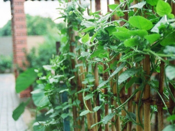 Nghề lạ ở Việt Nam: Cây dại leo bờ rào, dân đem về trồng 3 tháng thu hoạch, hái lá bán quanh năm hốt bạc thành đặc sản