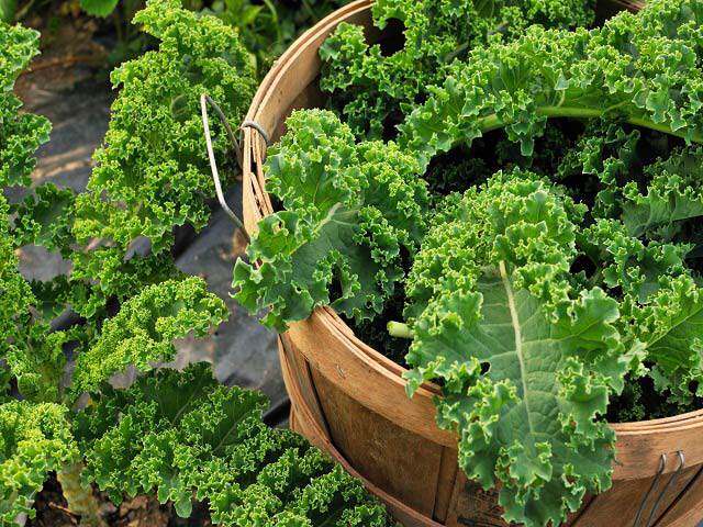 Cải xoăn (cải kale) là một trong những nguyên liệu tạo nên hỗn hợp màu xanh giúp Phạm Băng Băng duy trì được làn da trắng sáng ở tuổi 43.