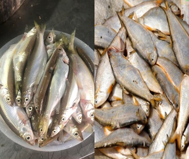 Cá lẹp là một trong những đặc sản của ngư dân Cà Mau.