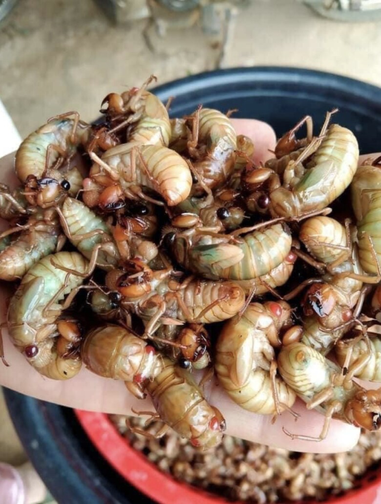 Ve sầu được xem là một trong những đặc sản của Đồng Nai.