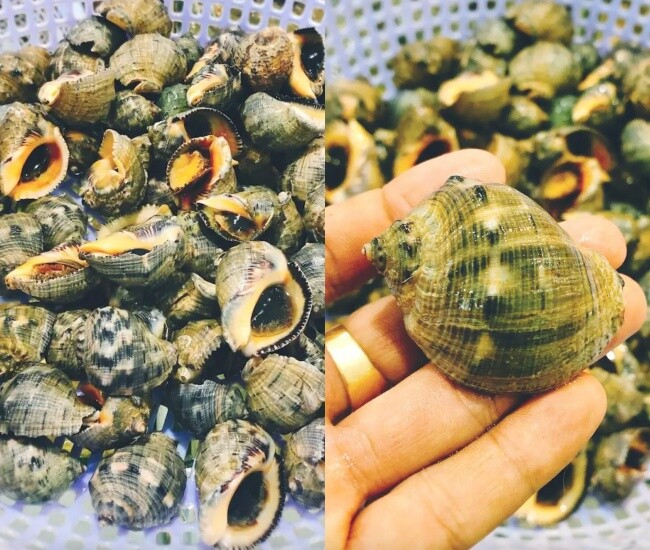 Ốc gừng còn có tên gọi khác là ốc dâu hay ốc gai. 