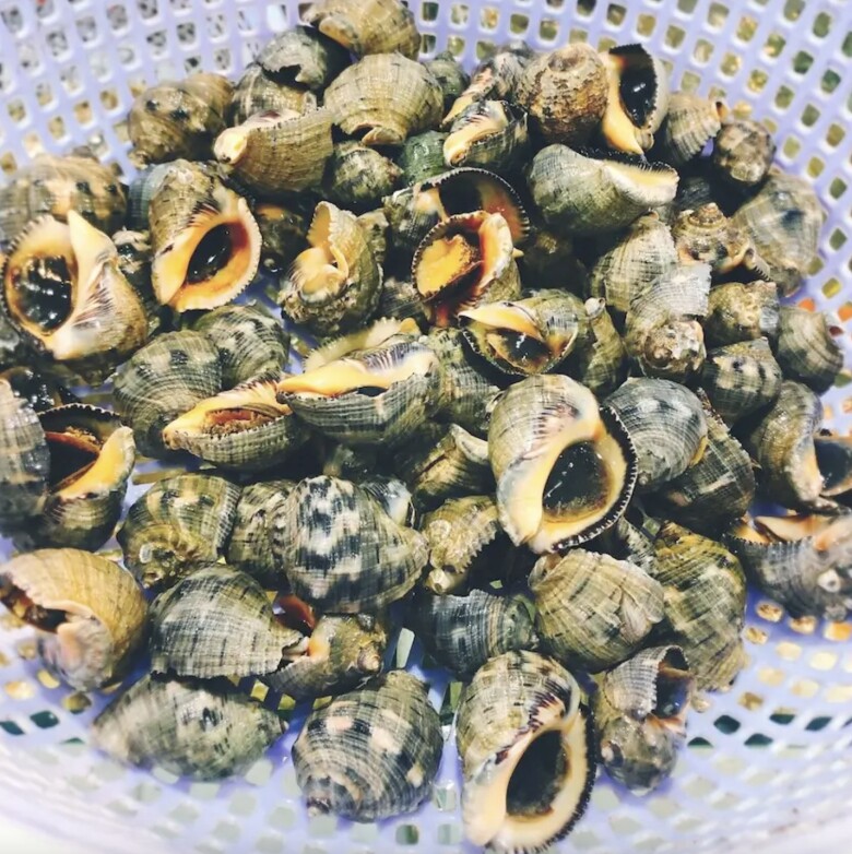 Ốc gừng được xem là một trong những loại quý hiếm bởi điều kiện khai thác khó khăn.