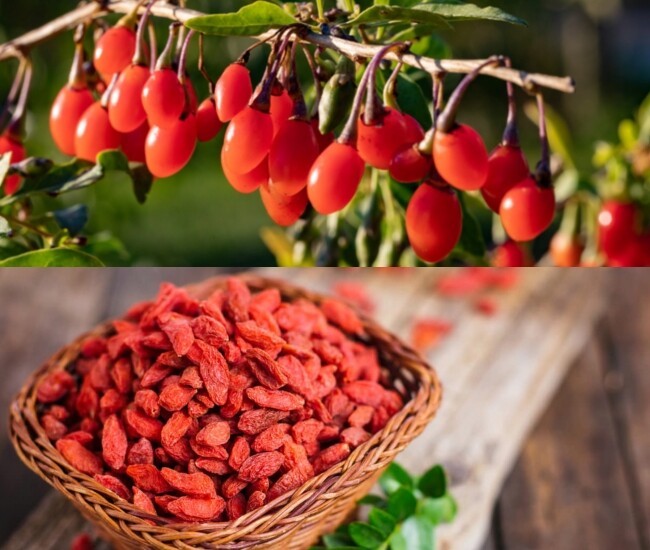 Kỷ tử được mệnh danh là kim cương đỏ nhờ chứa nhiều vitamin, khoáng chất và hợp chất chống oxy hóa quý giá.