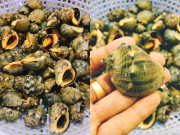 Lifestyle - Loài ốc có tên của một loại gia vị quen thuộc, hình thù kỳ lạ ít ai biết, chỉ hấp thôi đã thành món ngon hết sẩy 