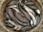 Lifestyle - Loài cá xưa chỉ dành tiến vua, giờ thành đặc sản quý hiếm, giá vài trăm nghìn đồng/kg mà ai cũng đổ xô săn lùng 