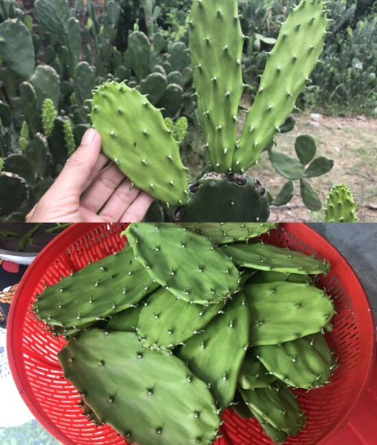 Lưỡi long được xem là món quà thiên nhiên dành tặng vùng đất Quảng Ngãi. 