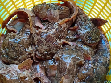 Cá có ngoại hình xấu xí, từng là đặc sản không ai dám thử nay lên giá 400 nghìn đồng/kg vẫn nhiều người săn lùng