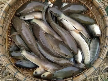 Loài cá xưa chỉ dành tiến vua, giờ thành đặc sản quý hiếm, giá vài trăm nghìn đồng/kg mà ai cũng đổ xô săn lùng 