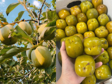 Lộc trời ban là đặc sản mỗi năm chỉ có một lần, dẻo giòn như thạch, giá 170 nghìn đồng/kg