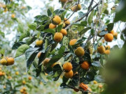 Tin tức - Trồng cây sai trĩu quả, "cứng như đá" nay lên đời thành đặc sản được ưa chuộng, anh nông dân lãi đậm