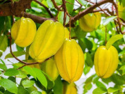 Sức khỏe - 2 loại quả ít "ngậm" hoá chất, được ví như "vua vitamin C" giúp chống lão hoá, ở chợ Việt bán đầy