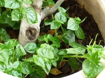 Nghề lạ ở Việt Nam: Cây mọc hàng rào mang về trồng 45 ngày là thu hoạch, thành đặc sản nổi tiếng, dân hái bán quanh năm