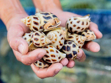 13 loại ốc tốt cho sức khỏe, giàu sắt, canxi và protein được bán nhiều ở chợ Việt, từ 20.000 đồng là có thể mua