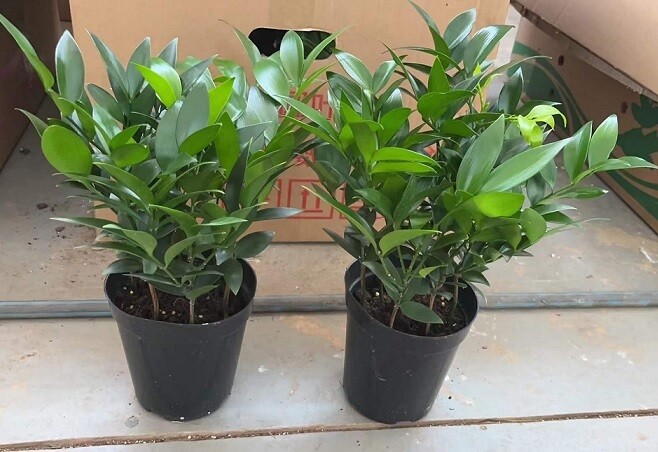 3 loại cây nên đặt trước cửa nhà, không chỉ đẹp mà còn giúp gia chủ gấp đôi may mắn, xua đuổi vận xui - 3