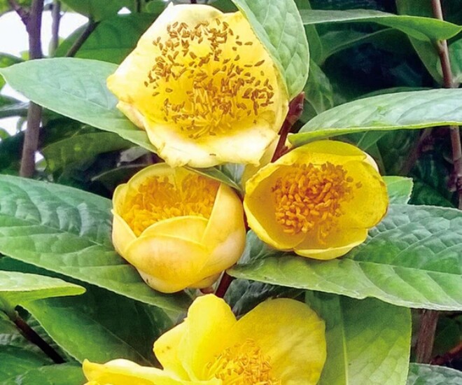 3 loại cây nên đặt trước cửa nhà, không chỉ đẹp mà còn giúp gia chủ gấp đôi may mắn, xua đuổi vận xui - 1