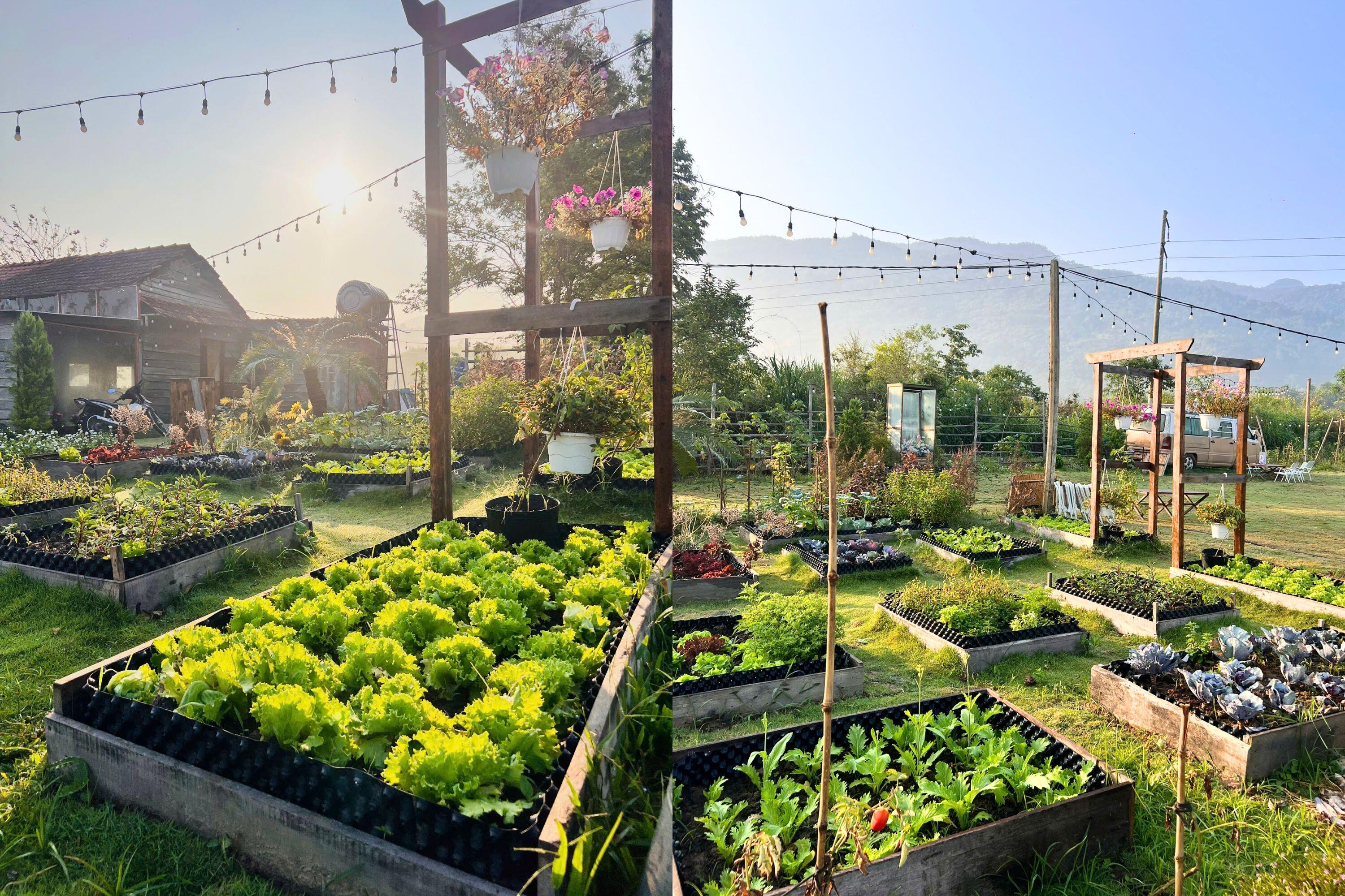 Chàng trai 9X “bỏ phố về quê”, vay tiền mua mảnh đất hoang giữa núi hồ xanh ngát, xây nhà vườn đẹp như tranh - 6