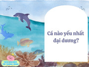 Nuôi con IQ EQ - Cá nào yếu nhất đại dương? Câu đố tưởng dễ nhưng không phải ai cũng biết