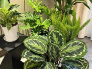 Nhà đẹp - 6 loại cây “nghe tên đã thấy giàu”, trồng trong nhà giúp gia chủ cải vận, tiền vào như nước