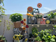 Nhà đẹp - 4 loại hoa “bất tử” chỉ cần đặt ở ban công, không cần chăm sóc, chúng sẽ nở ngày càng nhiều mỗi năm