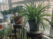 Nhà đẹp - 4 loại hoa thích “uống bia", cứ vài ngày một lon, hoa nở như điên mà không cần bón phân