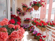 Nhà đẹp - 5 loại hoa màu đỏ gọi tiền bạc vào nhà, giàu hay nghèo cũng nhất định phải có một cây