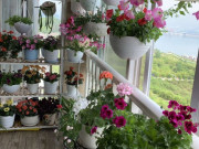 Nhà đẹp - 3 loài hoa Thần Tài “rất ưa”, vào nhà giàu thường thấy trồng ở ban công