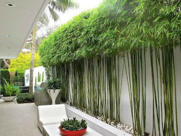 Tháng cô hồn sắp đến, 3 loại cây gác cổng trồng trước cửa nhà giúp gia chủ cản vận xui, hút phúc khí