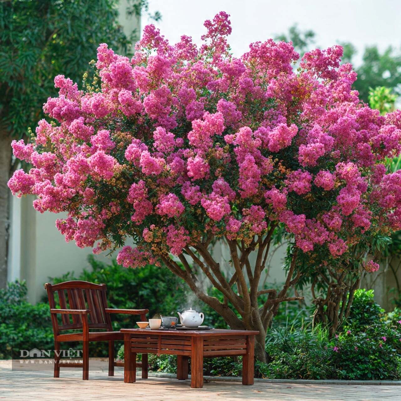 Tường vi là cây cảnh của hỷ sự.